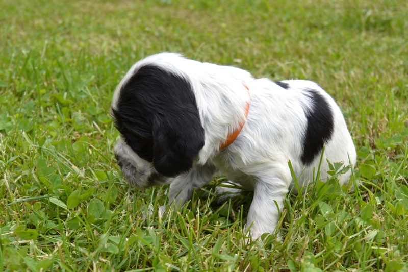 6e - pejsek oranžová.JPG